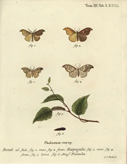 Pupa Collection: Scarce hook-tip and pebble hook-tip