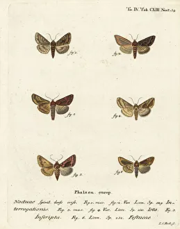 Noctua Prints: Scarce silver Y, plain golden Y and gold spot