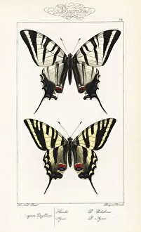 Scarce swallowtail and unknown swallowtail