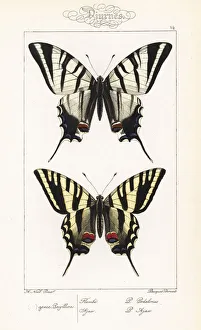 Scarce swallowtail and unknown swallowtail Scarce swallowtail and unknown swallowtail