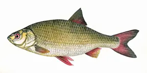 Scardinius erythropthalmus, or Common Rudd