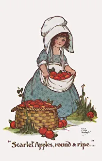 Apples Gallery: Scarlet Apples round and Ripe