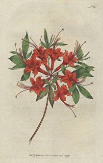Rhododendron sp., rhododendron