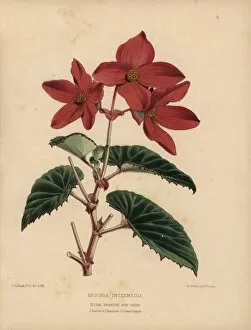 Begonia Gallery: Scarlet begonia intermedia