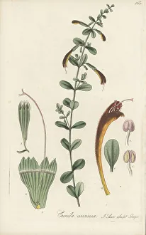 Scarlet calamint, Clinopodium coccineum