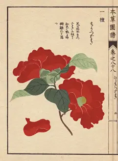 Camellia Prints: Scarlet camellia, Chiri tsubaki, Thea japonica Nois var