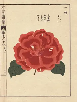 Honzo Prints: Scarlet camellia, Kahei, Thea japonica Nois