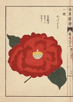 Honzo Prints: Scarlet camellia, Kara tsubaki, Thea japonica