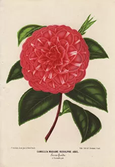 Camellia Collection: Scarlet camellia, Madame Rudolphe Abel, Thea japonica