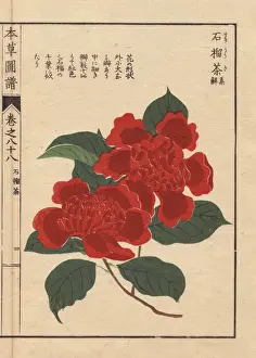 Honzo Prints: Scarlet camellia, Sekirousa, Thea japonica
