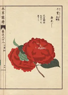 Camellia Prints: Scarlet camellia, Toushishi, Thea japonica