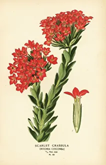 Desire Prints: Scarlet carrula, Crassula coccinea