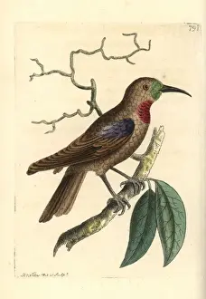 Polydore Prints: Scarlet chested sunbird, Chalcomitra senegalensis gutturalis