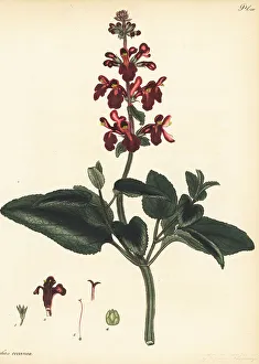 Scarlet clownheal, Stachys coccinea
