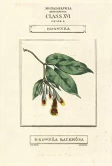 Scarlet flame bean, Brownea coccinea subsp. capitella