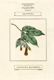 Subsp Prints: Scarlet flame bean, Brownea coccinea subsp. capitella