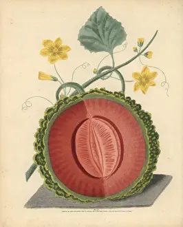 Flesh Prints: Scarlet flesh rock melon, Cucumis melo cantalupensis