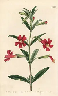 Scarlet-flowered diplacus, Diplacus glutinosus