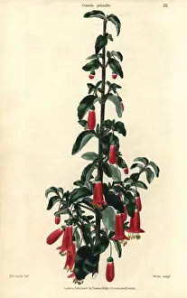 Correa Prints: Scarlet flowered salmon correa, Corroea pulchella