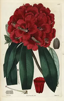 Arboreum Gallery: Scarlet-flowered tree rhododendron, Rhododendron arboreum
