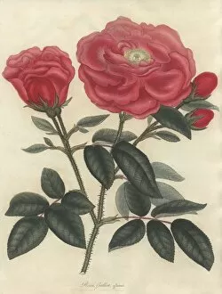 Amonographonthegenusrosa Collection: Scarlet French rose, Rosa gallica officinalis