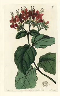 Edwards Gallery: Scarlet glory-tree, Clerodendrum splendens
