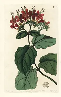 Scarlet glory-tree, Clerodendrum splendens