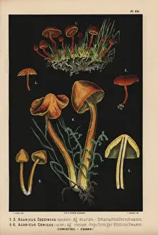 Scarlet hood, Hygrocybe coccinea, and Witch s