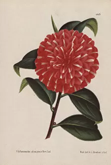 Hybrid Gallery: Scarlet hybrid camellia, Caprioli, Thea japonica