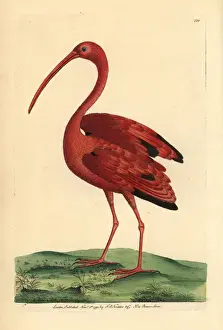 Scarlet Prints: Scarlet ibis, Eudocimus ruber