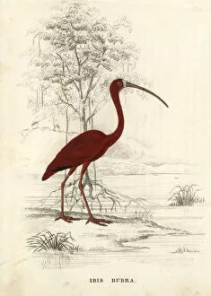 Naturhistorischer Gallery: Scarlet ibis, Eudocimus ruber