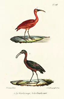 Oeuvres Collection: Scarlet ibis and olive ibis