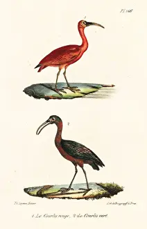Completes Prints: Scarlet ibis and olive ibis