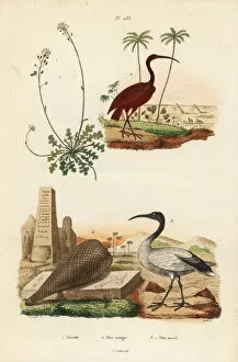 Aethiopicus Gallery: Scarlet ibis, sacred ibis and candytuft