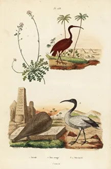Guerin Meneville Collection: Scarlet ibis, sacred ibis and candytuft