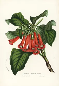 Scarlet iochroma, Iochroma coccineum