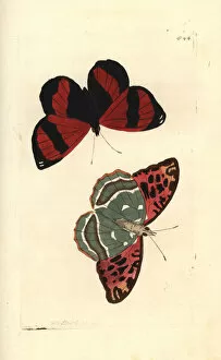 Maja Collection: Scarlet leafwing, Siderone galanthis