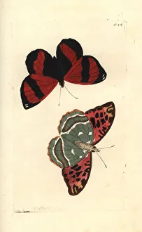 Naturalists Collection: Scarlet leafwing, Siderone galanthis