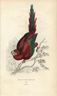 Psittacus Prints: Scarlet macaw, Ara macao