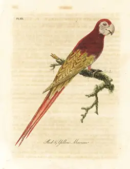 Latham Prints: Scarlet macaw, Ara macao