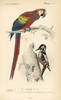 Travies Prints: Scarlet macaw, Ara macao, and great spotted