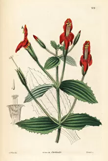 Lindley Gallery: Scarlet monkey flower, Mimulus cardinalis