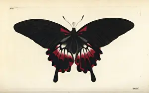 Polydore Prints: Scarlet mormon butterfly, Papilio deiphobus rumanzovia