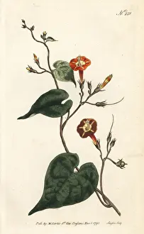 Sansom Prints: Scarlet morning glory, Ipomoea rubriflora