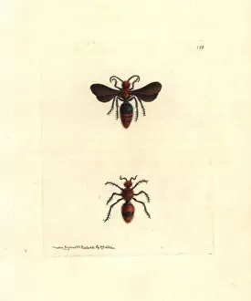 Killer Gallery: Scarlet mutilla wasp, Mutilla coccinea