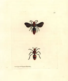 Killer Gallery: Scarlet mutilla wasp, Mutilla coccinea