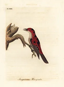 Latham Collection: Scarlet myzomela, Myzomela sanguinolenta