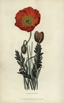 Richardmorris Prints: Scarlet naked-stalked poppy, Papaver nudicaule coccinea
