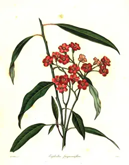 Scarlet plume, Euphorbia fulgens