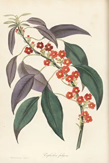 Scarlet plume, Euphorbia fulgens